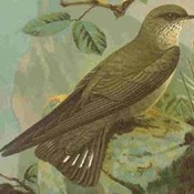 Eurasian Crag-Martin